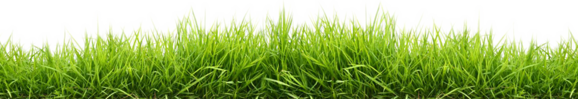 Grass